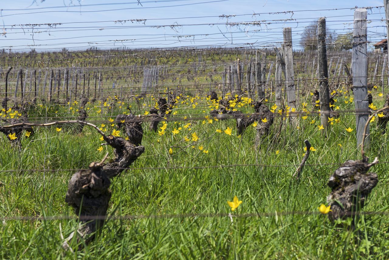 Flore Tulipe de vigne Tul_0398